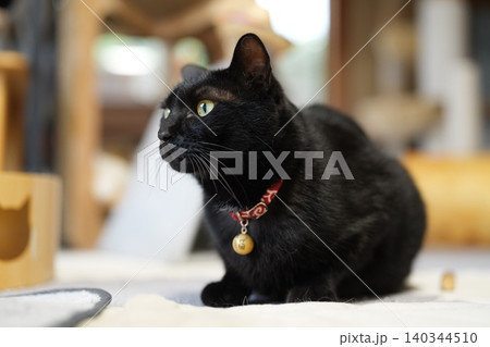 黒猫 140344510