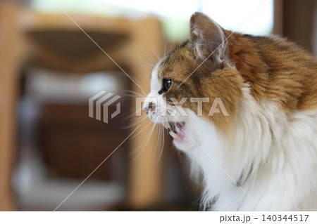 見つめる猫 140344517