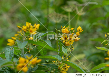 Vibrant garden loosestrife blooms display bright yellow flowers in a lush green setting during the summer season Vibrant garden loosestrife blooms display bright yellow flowers in a lush green setting during the summer season 140344765