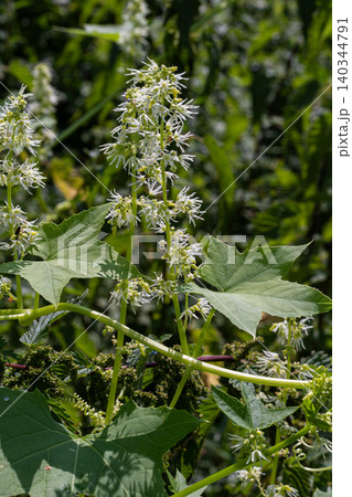 Wild cucumber Echinocystis lobata blooming abundantly in a lush green habitat during late spring showcasing its distinctive white flowers and foliage 140344791