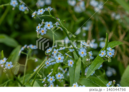 Delicate clusters of myosotis flowers bloom vibrantly in a lush green setting under soft daylight Delicate clusters of myosotis flowers bloom vibrantly in a lush green setting under soft daylight 140344798
