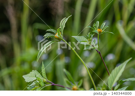 Bidens tripartita flourishing in a natural habitat showcasing its unique three-lobe flower structure surrounded by lush green vegetation 140344800