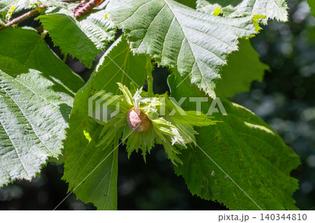 Hazelnut growing on Corylus avellana tree highlighting new foliage and developing nuts in a natural woodland setting during summer 140344810