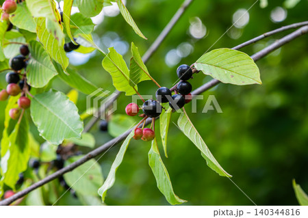 Berries of Frangula alnus grow on branches surrounded by vibrant green leaves in early summer near a woodland setting Berries of Frangula alnus grow on branches surrounded by vibrant green leaves in early summer near a woodland setting 140344816
