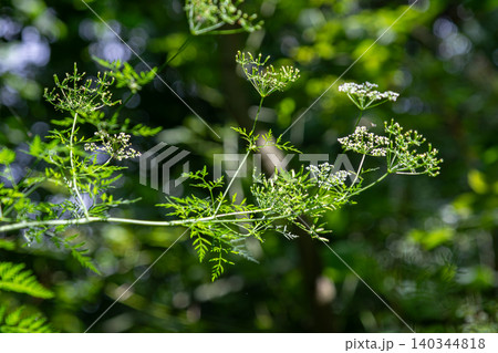 Flourishing cow parsley blooms in a sunlit forest during spring showcasing its delicate white flowers and lush green foliage 140344818