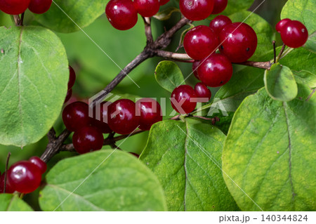 Details of Lonicera xylosteum bush with bright red berries and green leaves during a sunny day in the garden Details of Lonicera xylosteum bush with bright red berries and green leaves during a sunny day in the garden 140344824
