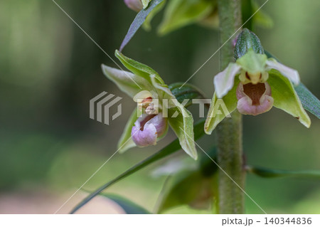 Violet helleborine blossoms in a wooded setting during late spring showcasing delicate pale green flowers among lush foliage 140344836