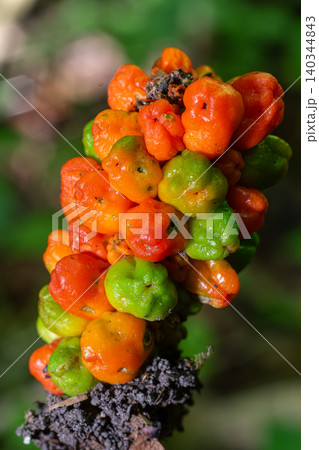 Bright clusters of Arum maculatum berries showcase vivid colors in a woodland habitat during late summer Bright clusters of Arum maculatum berries showcase vivid colors in a woodland habitat during late summer 140344843