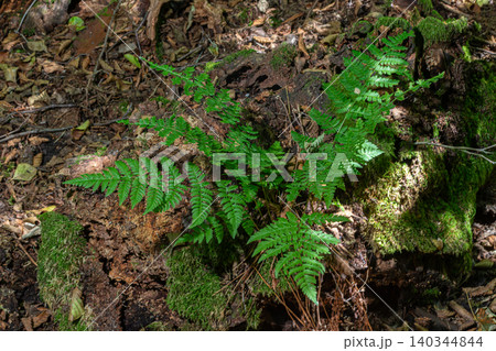 Lush male fern growing on forest floor surrounded by moss and natural debris in a sunlit woodland setting 140344844