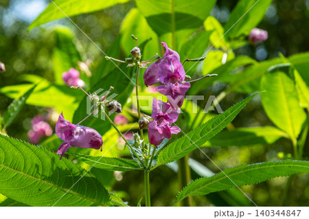 Himalayan balsam blooms among lush foliage in a natural habitat during a bright summer day Himalayan balsam blooms among lush foliage in a natural habitat during a bright summer day 140344847