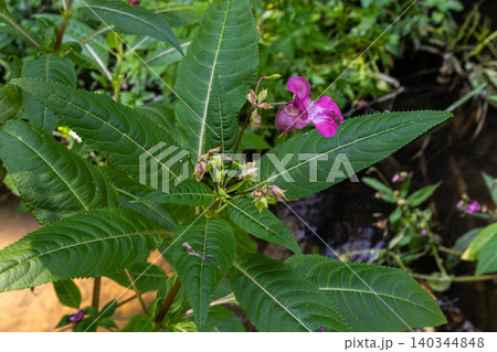 Himalayan balsam an invasive plant species thrives near a water source in a lush environment showcasing vibrant pink flowers against green foliage 140344848