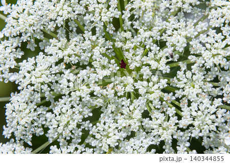 Wild carrot blooms in a vibrant display showcasing delicate white flowers on a sunny day 140344855