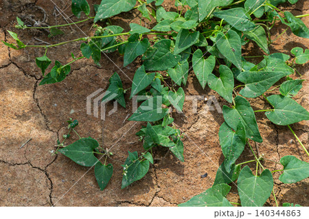 Black bindweed Fallopia convolvulus thriving in dry soil with vibrant green leaves in sunlight on a warm autumn afternoon 140344863
