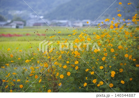 日本の原風景 明日香村 日本の原風景 明日香村 140344887