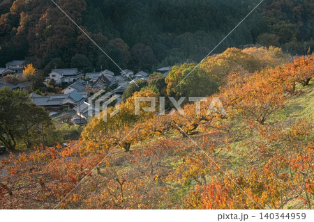 柿紅葉の飛鳥 柿紅葉の飛鳥 140344959