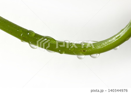Macro of water drop on branch 140344976