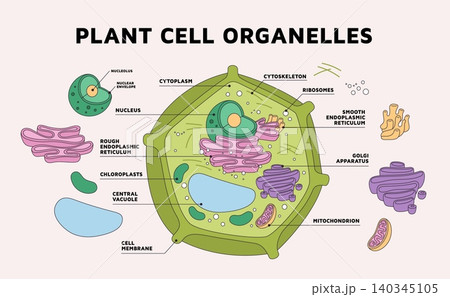 Plant cell structure infographics. Organelles, photosynthesis and shape, nucleus, plastids, biological education, science schematic banner design, garish vector cartoon isolated concept 140345105