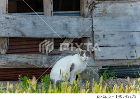 壊れた納屋に住む野良猫 北海道の農村風景 壊れた納屋に住む野良猫 北海道の農村風景 140345279