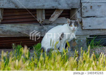 壊れた納屋に住む野良猫 北海道の農村風景 壊れた納屋に住む野良猫 北海道の農村風景 140345283