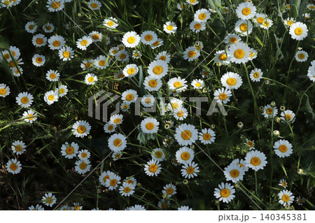 Daisy camomille flowers on field. White flowers background 140345381
