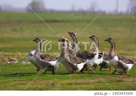 A flock of geese walks across a field. The geese are lined up, some standing and others walking. The scene is peaceful and calm, the geese move together in a group. A flock of geese walks across a field. The geese are lined up, some standing and others walking. The scene is peaceful and calm, the geese move together in a group. 140345569