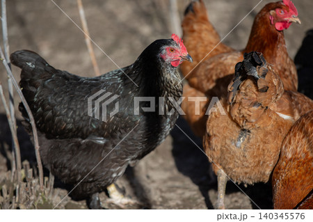 A black chicken stands in front of two other chickens. The black chicken is the only one with a red head 140345576