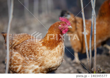 A chicken with a red head stands in a field. The chicken is surrounded by tall grass and trees 140345577