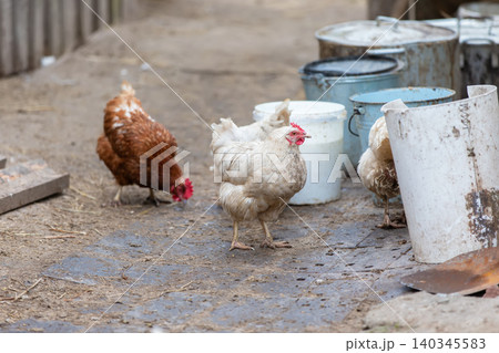 Chickens foraging in a farmyard near white buckets and equipment on a sunny day Chickens foraging in a farmyard near white buckets and equipment on a sunny day 140345583