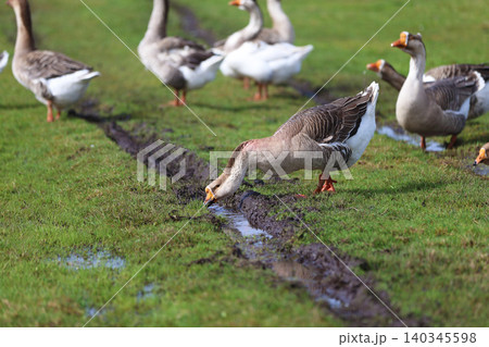Geese graze on a green meadow. A flock of domestic geese walks one after another across the field. 140345598