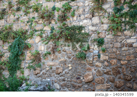 The plant grows on an old stone wall. The plant is green and has leaves. The plant grows on an old stone wall. The plant is green and has leaves. 140345599