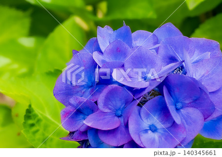 紫陽花 140345661