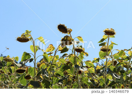 In the field ripe sunflower In the field ripe sunflower 140346079