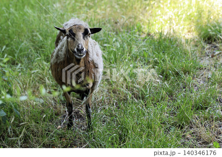 Goat in a clearing Goat in a clearing 140346176