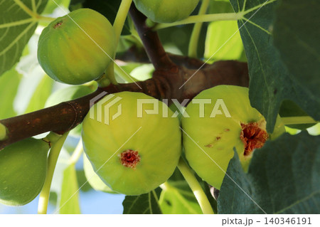 Ripe figs fruit on branches, close up 140346191