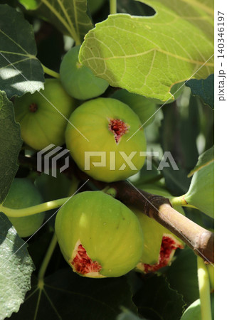 Ripe figs fruit on branches, close up Ripe figs fruit on branches, close up 140346197