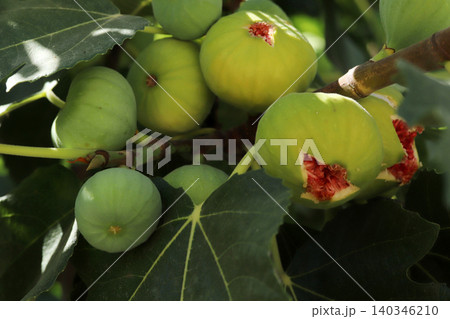 Ripe figs fruit on branches, close up Ripe figs fruit on branches, close up 140346210