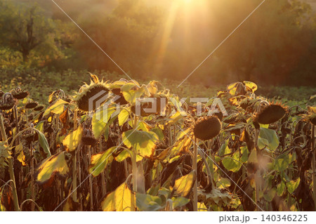 In the field ripe sunflower 140346225