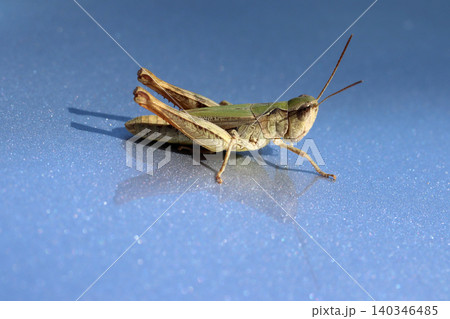 grasshopper standing on blue background 140346485