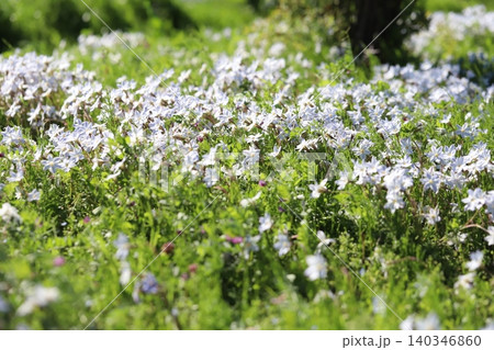 春の野原に咲く白いハナニラの花の風景 140346860