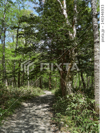 初夏の観光名所上高地の新緑の森と散策道の風景 140346933