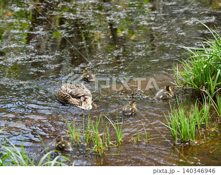 初夏の観光名所上高地の岳沢湿原の水面にいる可愛い小さい鴨の姿 初夏の観光名所上高地の岳沢湿原の水面にいる可愛い小さい鴨の姿 140346946