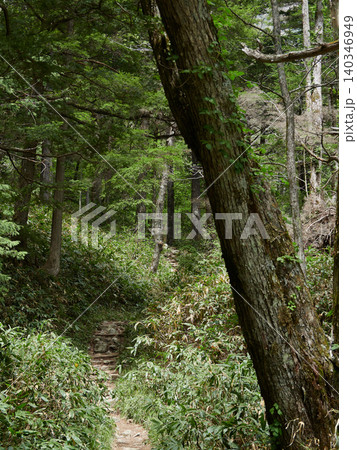 初夏の観光名所上高地の新緑の森と登山道の風景 初夏の観光名所上高地の新緑の森と登山道の風景 140346949