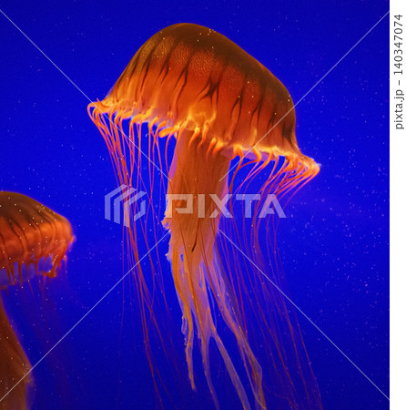 Two Jellyfish Swim On Blue Background. Japanese Sea Nettle Or Chrysaora Pacifica In Family Pelagiidae. Dangerous Jellyfish To Humans. Mesmerizing Swimming Of Jellyfish. Ocean Animal 140347074