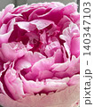 Closeup view of  beautiful pink pion, many layers of soft petals. Blooming flower with various shades of pink. Small details of petals, texture, natural fresh plant, decorative for design 140347103