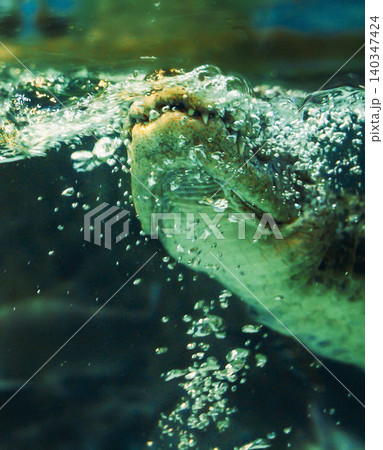 Shanghai, China. Chinese Alligator Slow Motion Swims And Dives In Shanghai Ocean Aquarium. Crocodilian Endemic To China. Young Chinese Alligator Sticks Its Head Out Of Water To Breathe. Its Armored Shanghai, China. Chinese Alligator Slow Motion Swims And Dives In Shanghai Ocean Aquarium. Crocodilian Endemic To China. Young Chinese Alligator Sticks Its Head Out Of Water To Breathe. Its Armored 140347424