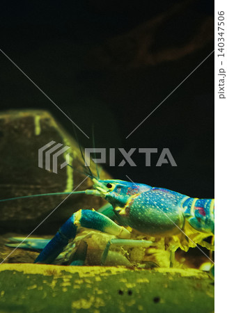 Shanghai, China. Electric Blue Crayfish In Freshwater Aquarium. Procambarus Alleni Sometimes Called Florida Crayfish Or Sapphire Crayfish, Is Species Of Freshwater Crayfish Endemic To Florida In Shanghai, China. Electric Blue Crayfish In Freshwater Aquarium. Procambarus Alleni Sometimes Called Florida Crayfish Or Sapphire Crayfish, Is Species Of Freshwater Crayfish Endemic To Florida In 140347506