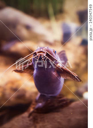 Shanghai, China. African Sharptooth Catfish Swimming In Aquarium. Clarias Gariepinus Is Species Of Catfish Of Family Clariidae. Airbreathing Catfish 140347549
