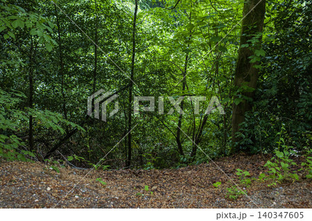 Forest background green woods nature landscape with dense summer foliage, lush wild trees, and natural ground soil in deep woodland environment Forest background green woods nature landscape with dense summer foliage, lush wild trees, and natural ground soil in deep woodland environment 140347605