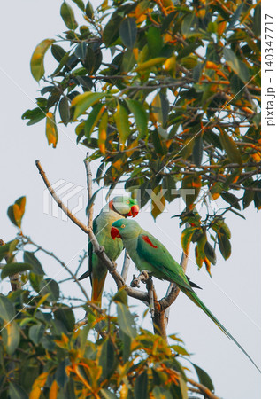 Two Green Parrots in a Tree Against a Smoggy Sky Two Green Parrots in a Tree Against a Smoggy Sky 140347717