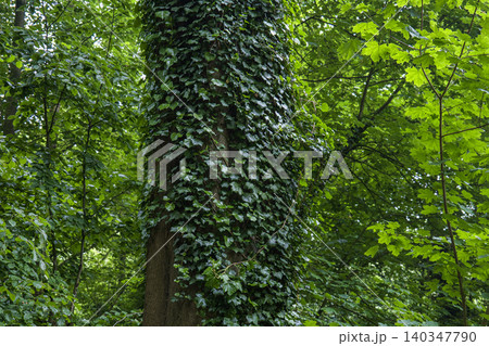 Green ivy on tree trunk in a lush forest background, dense climbing plant wrapping around old oak bark, wild nature environment in summer woodland Green ivy on tree trunk in a lush forest background, dense climbing plant wrapping around old oak bark, wild nature environment in summer woodland 140347790
